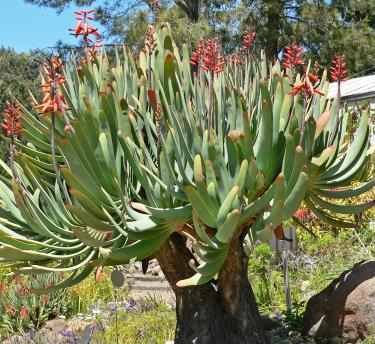 A view of the aloe plicatilis succulent
